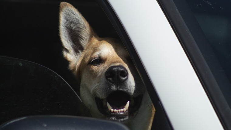 Llevar perro en el coche- ¿Cómo debe hacerse?