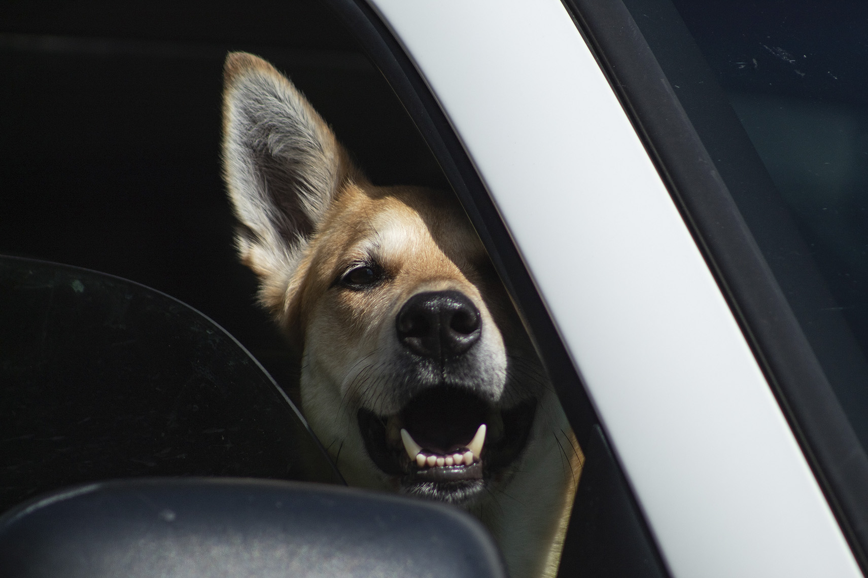 Llevar perro en el coche- ¿Cómo debe hacerse?