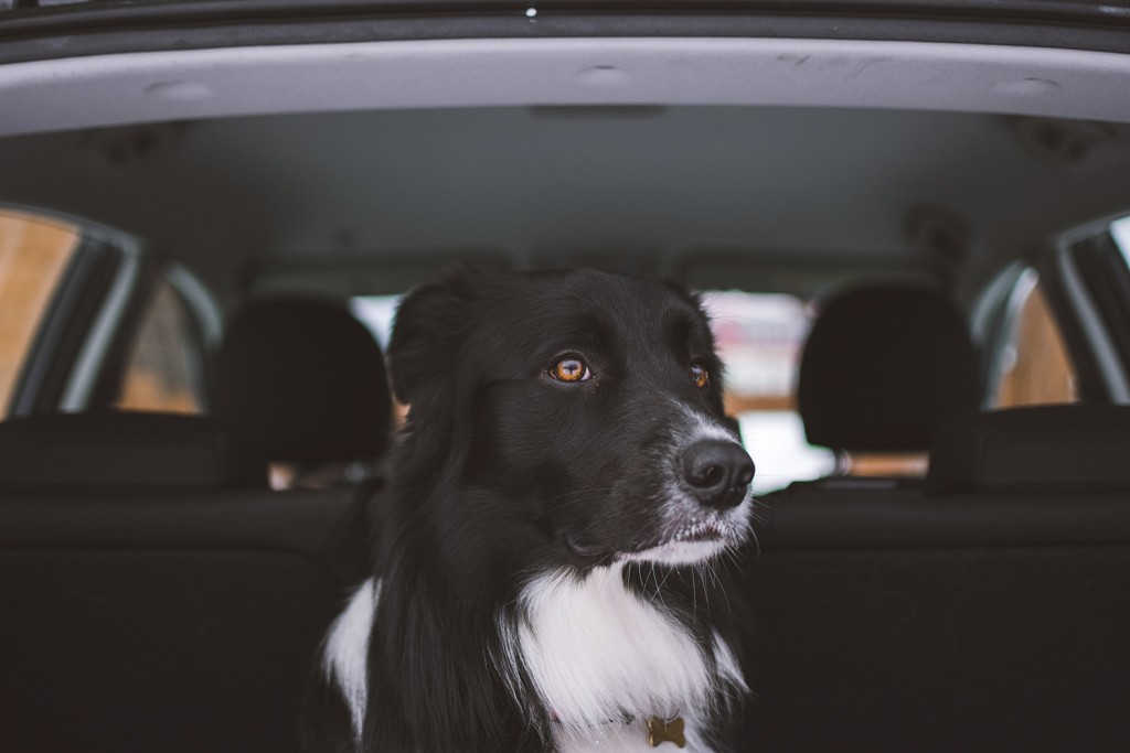 Llevar perro en el coche- ¿Cómo debe hacerse?